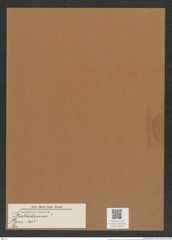 Stictodiscus sp. (de-Toni-Nr.: Genus 205) Zeichnungen Sammlung Grunow Mappe 05026 (Herbarium_W_Grunow_drawings_Folder_05026)